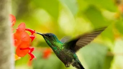 Colibrí