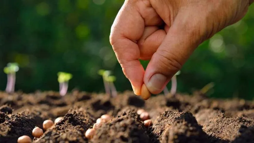 plantando semillas