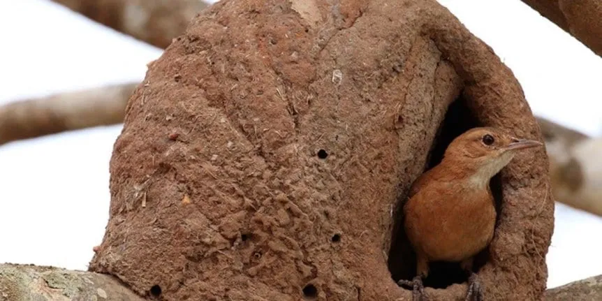 Hornero