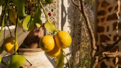 limonero limonero