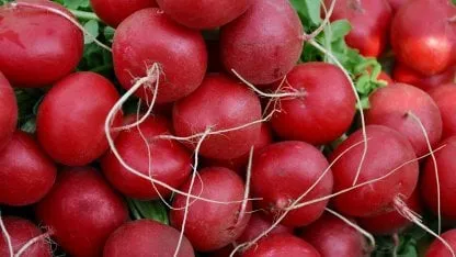 rabanito
