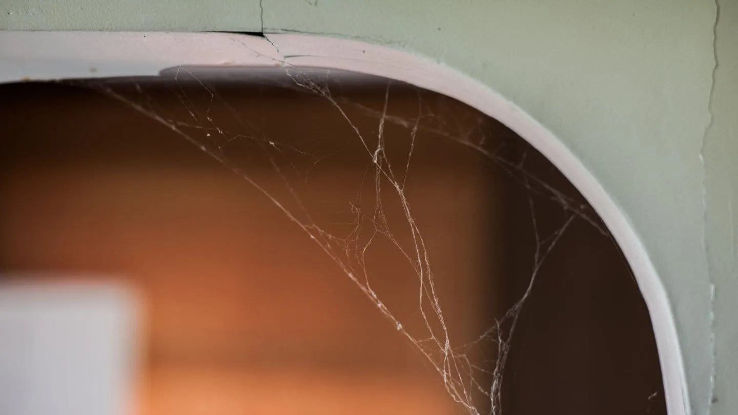 Qué significa que telarañas en tu casa
