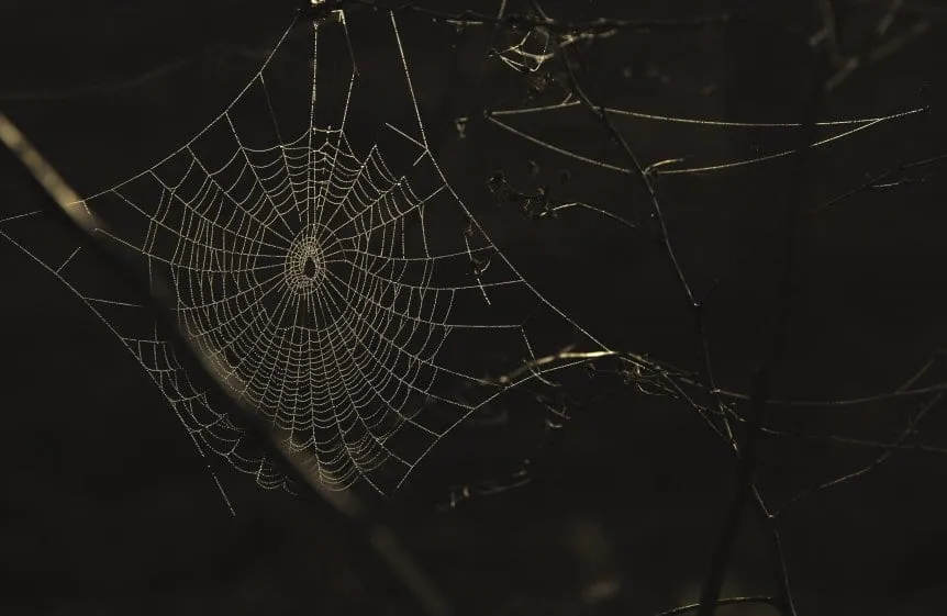 telaraña telaraña