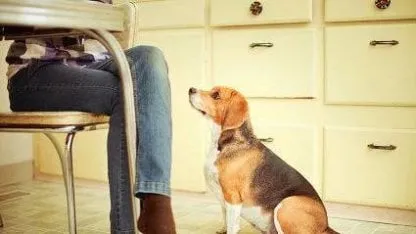 perro perro