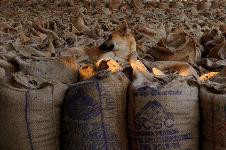 Un perro callejero descansa sobre sacos de cultivos de arroz en un mercado de granos en Karnal en el estado norte de Haryana, India, 15 de octubre de 2024. Reuters/Bhawika Chhabra