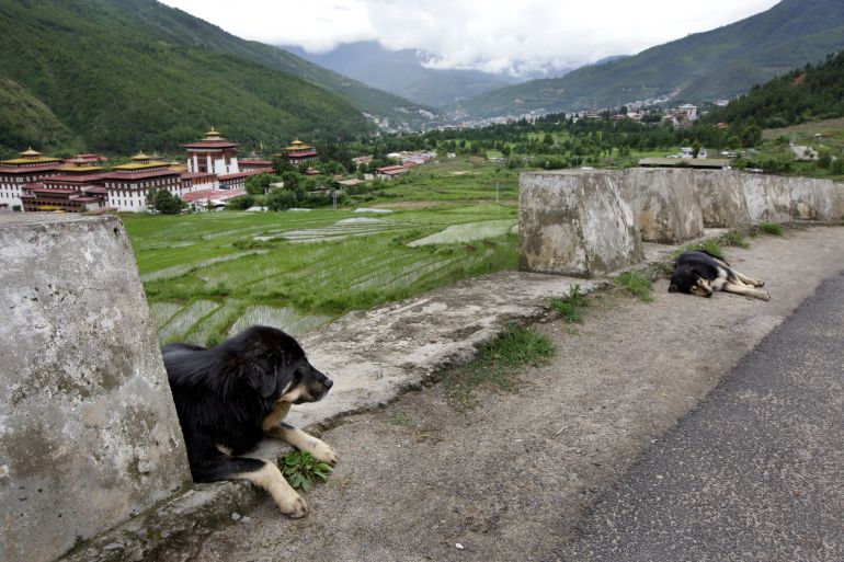 Imagen distribuida para la Sociedad Humana Internacional: en esta imagen publicada el martes 28 de julio de 2015, Humane Society International entregó oficialmente un programa de gestión de la población de perros al Gobierno de Bután durante una ceremonia de clausura celebrada el 10 de julio de 2015 en Thimphu, Bután. Desde 2009, el programa de HSI capturó, vacunó, esterilizó y liberó con éxito a más de 64,000 perros callejeros en todo el país. Aquí se muestran perros callejeros a lo largo de un camino en Thimpu. (Kuni Takahashi/AP Images for Humane Society International)