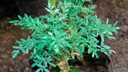 Planta de ruda