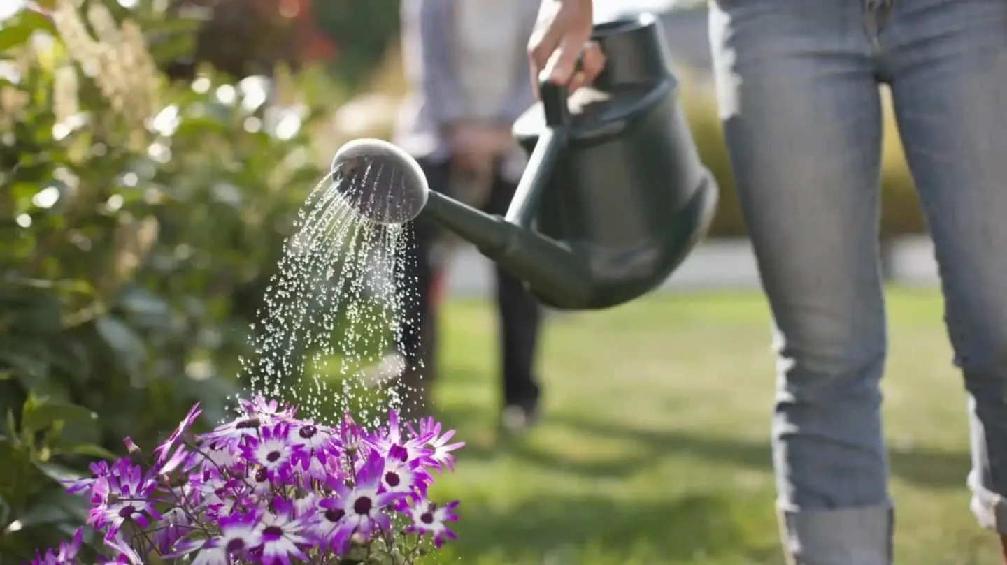 Cuál es el mejor horario para regar las plantas y cómo evitar que se sequen