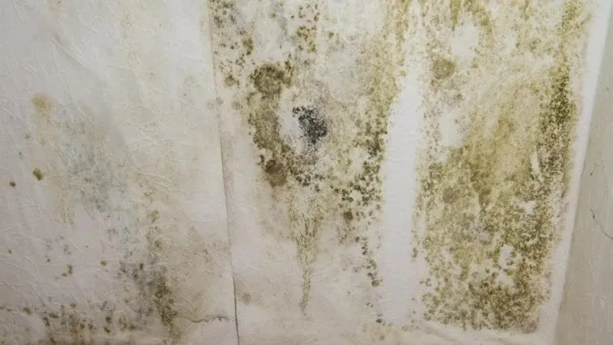Pared húmeda