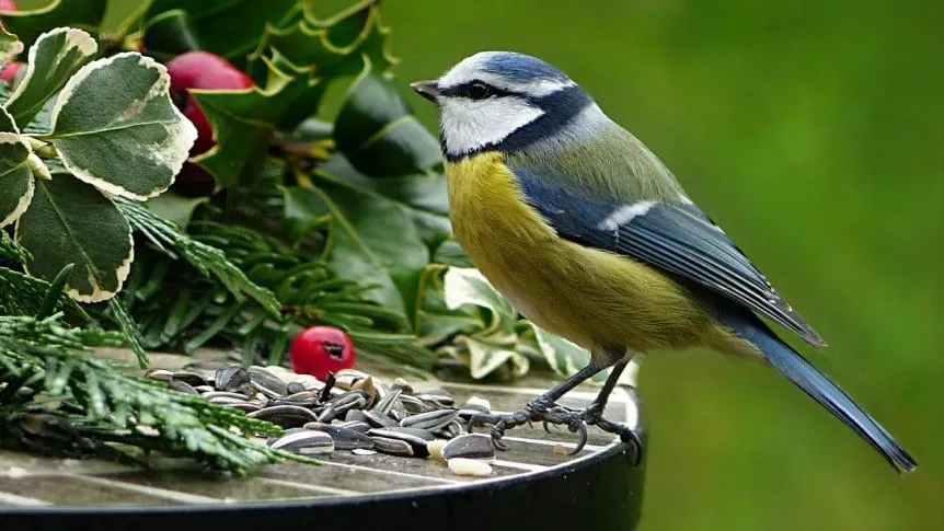 Aves