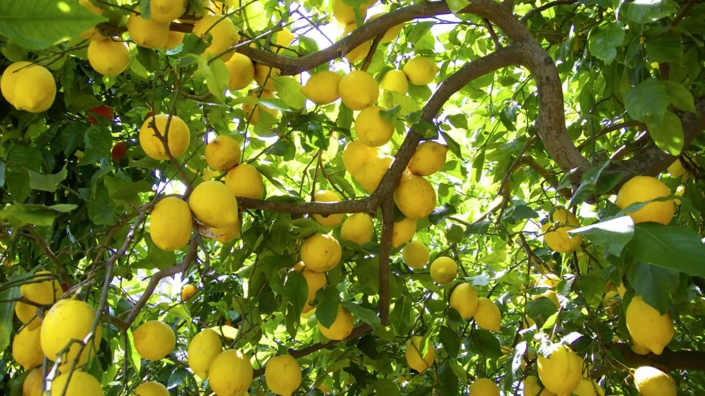 El truco para que tu limonero explote de limones en el verano