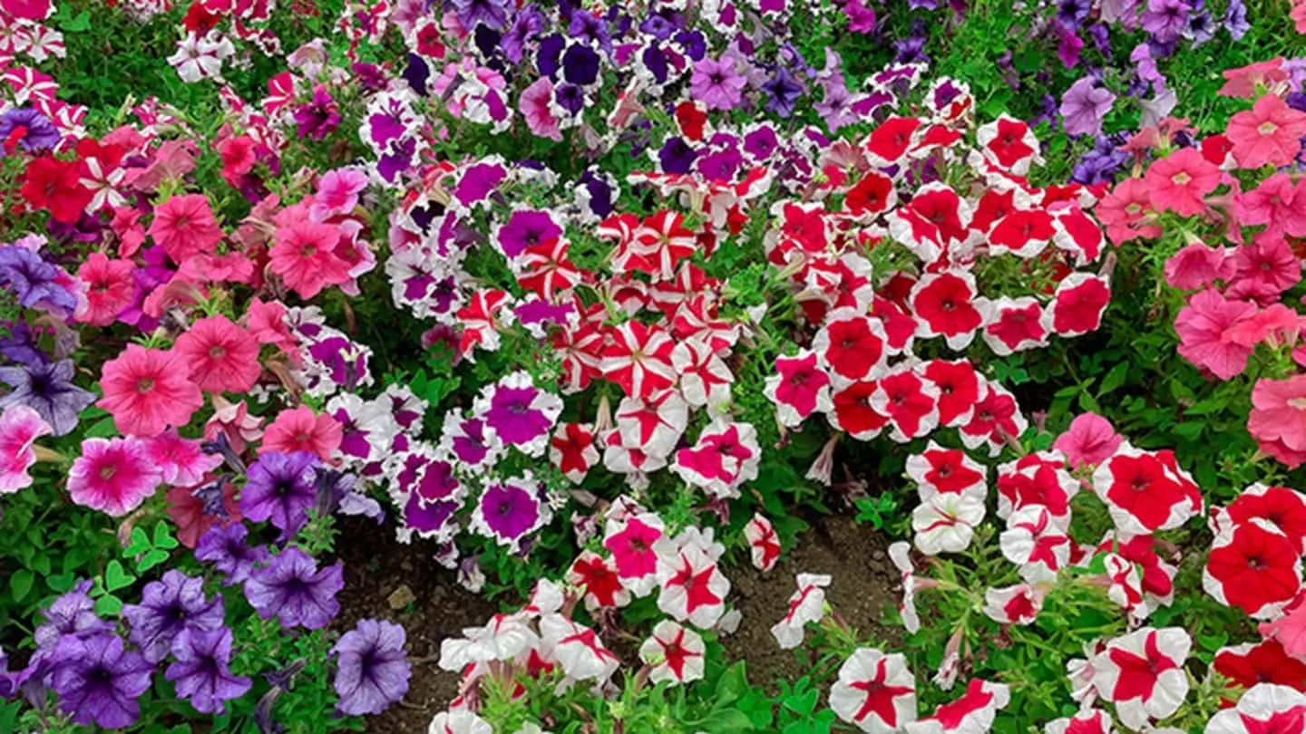La planta ideal para sembrar en septiembre y disfrutar de sus flores en verano