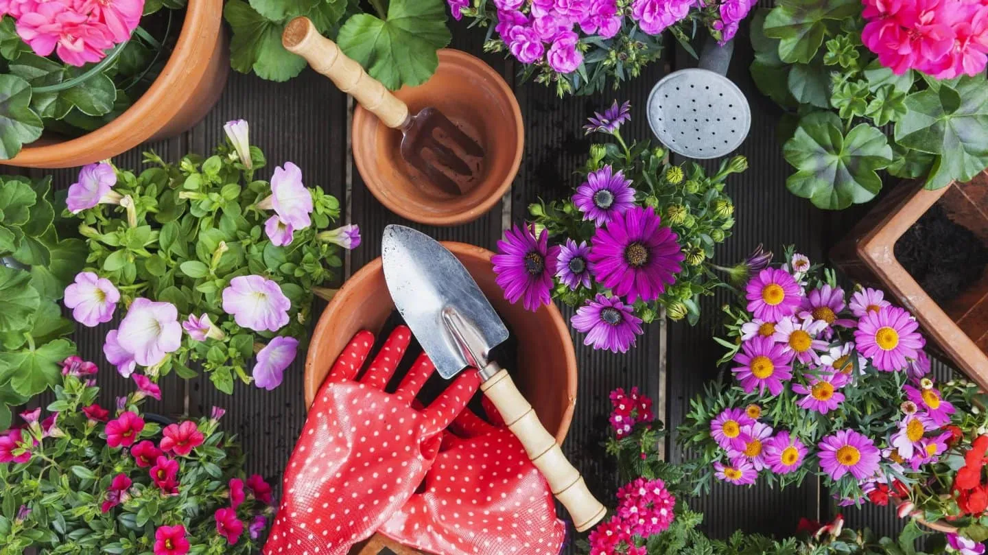 La planta que atrae abundancia y prosperidad, según el Feng Shui