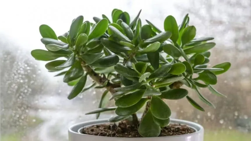 árbol de jade