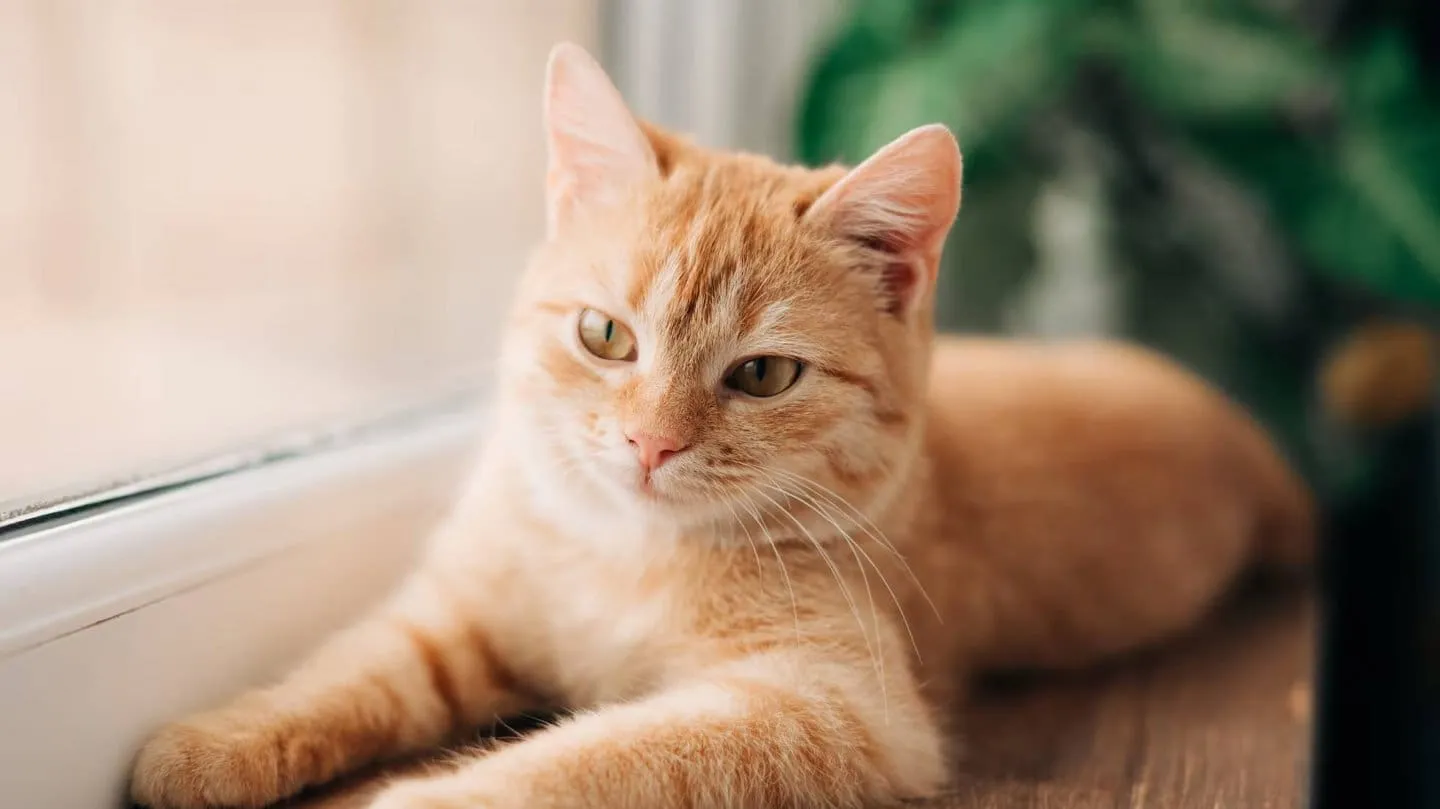 Por qué los gatos naranja son los más traviesos