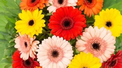 Flores