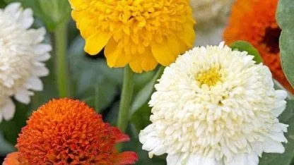 Flores
