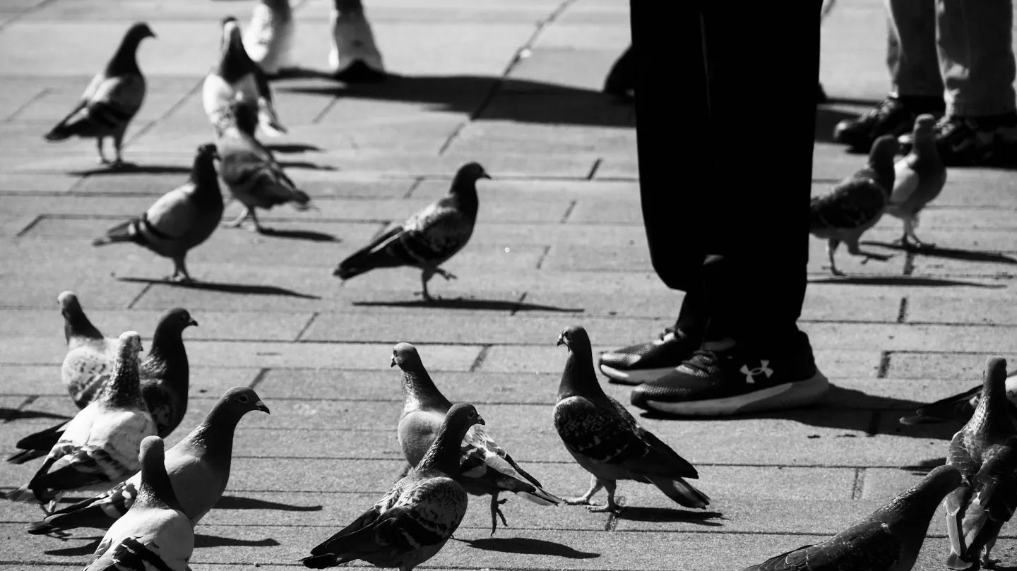 Qué significa espiritualmente que las palomas te sigan