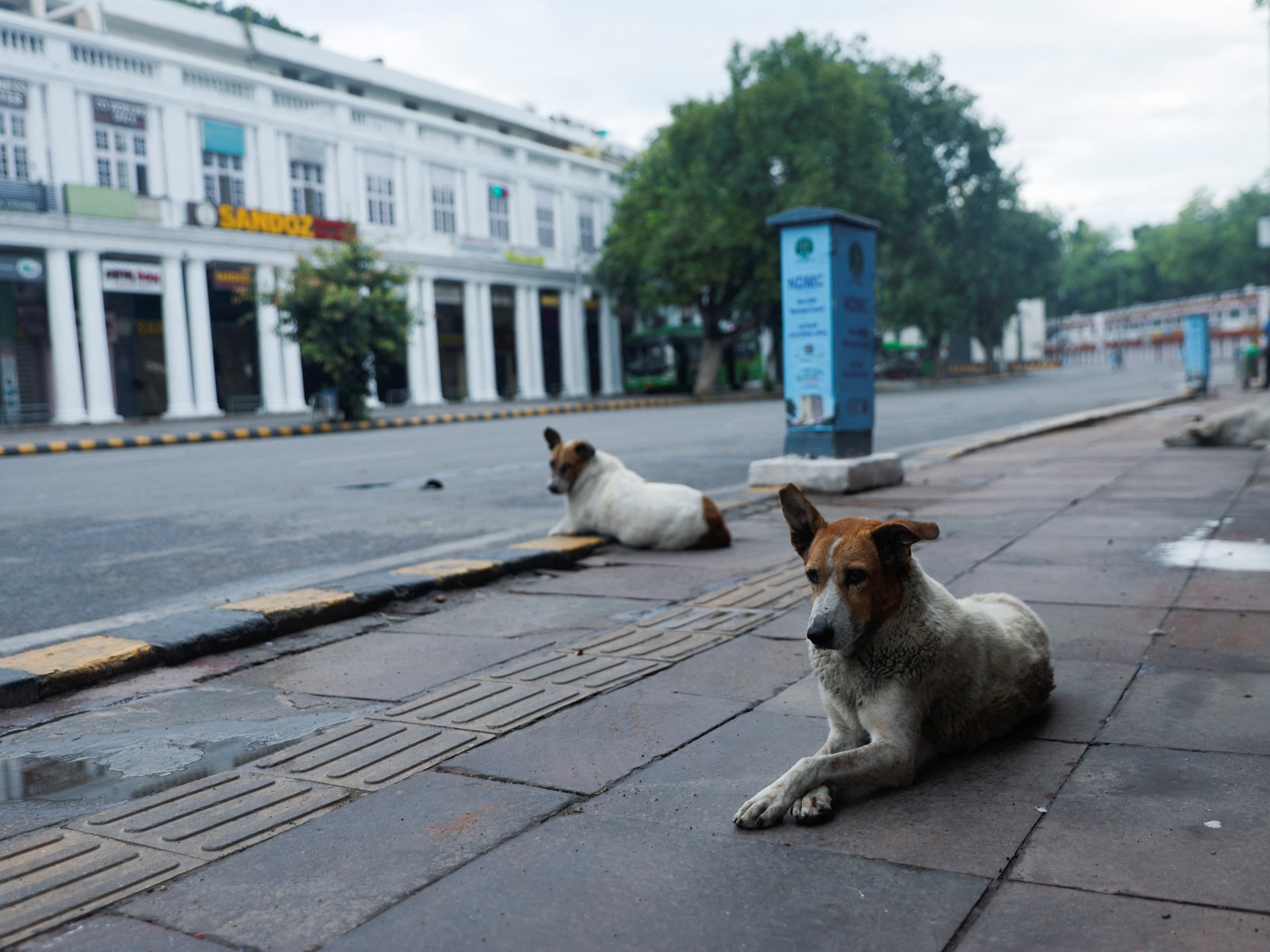 ¿India tiene una epidemia de perro callejero?