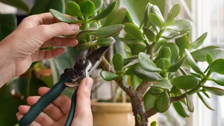 ÁRBOL DE JADE