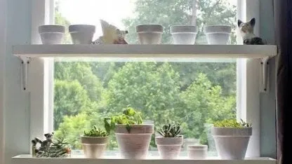 ventanas con planta