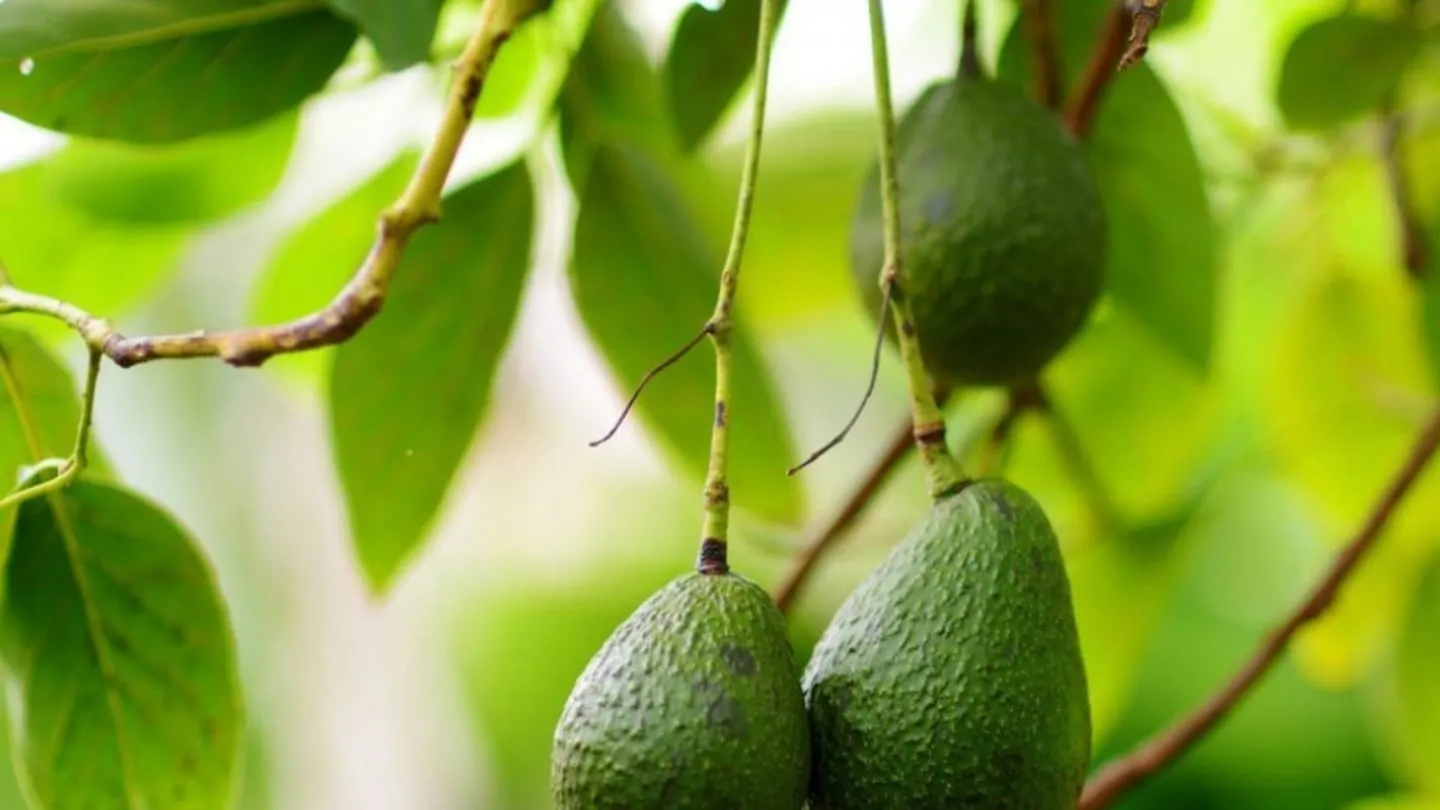 Cómo regar el árbol de palta para que crezca fuerte y estalle de frutos