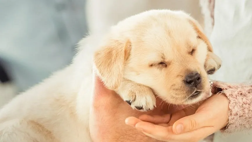 Perrito