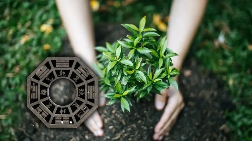 Planta de ruda