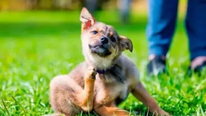 perro con pulga