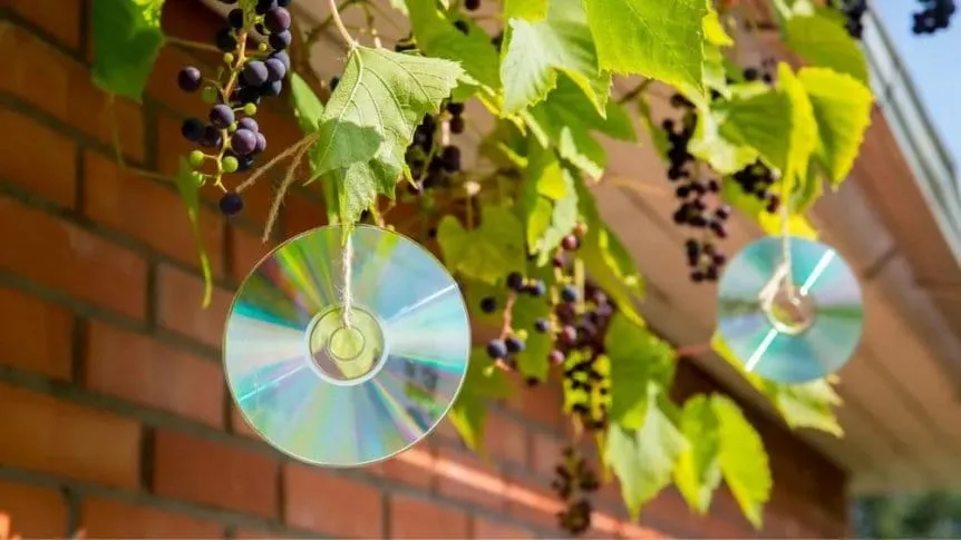CDs