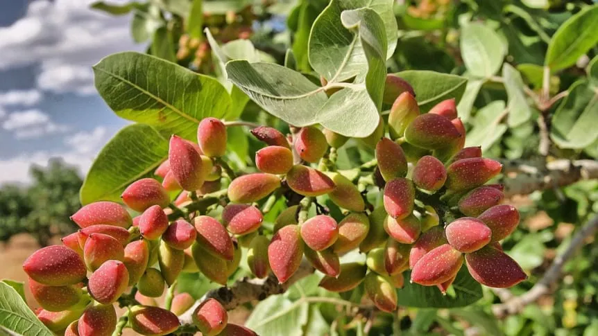 árbol de pistacho