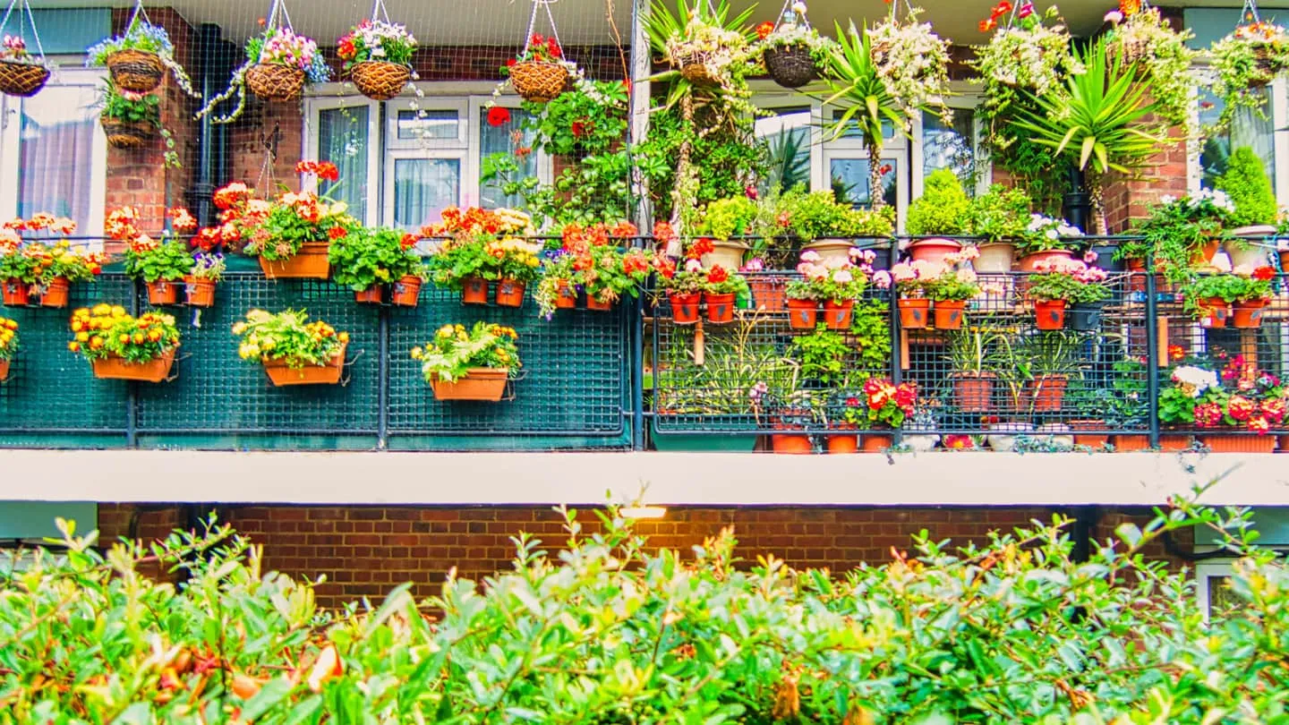 El árbol ideal para decorar balcones y terrazas sin ocupar mucho espacio