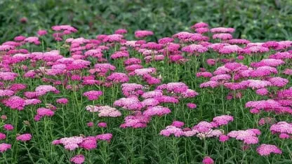 achillea