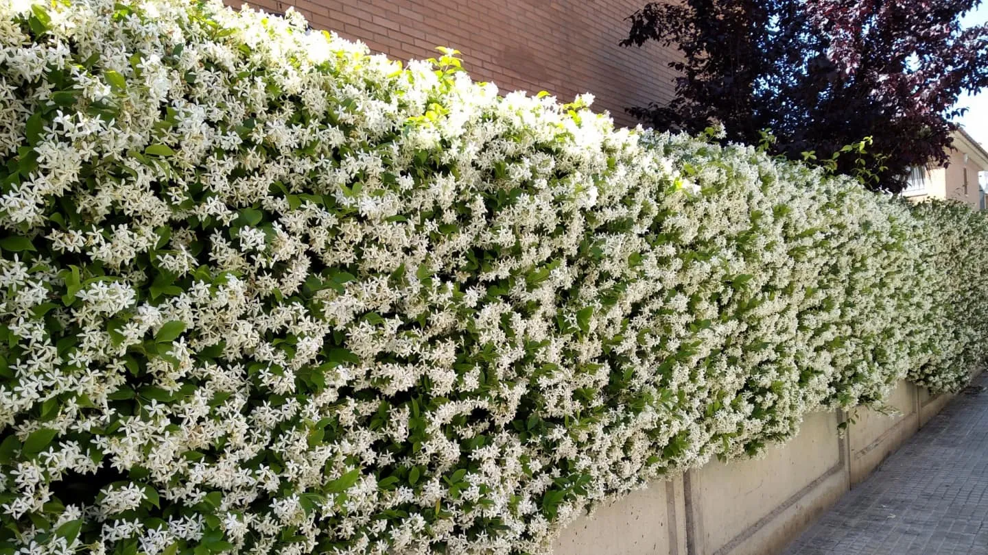 La planta trepadora linda y rústica que transforma cualquier jardín en un paraíso