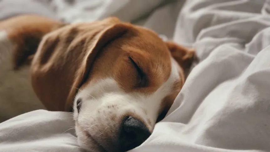 perro en la cama