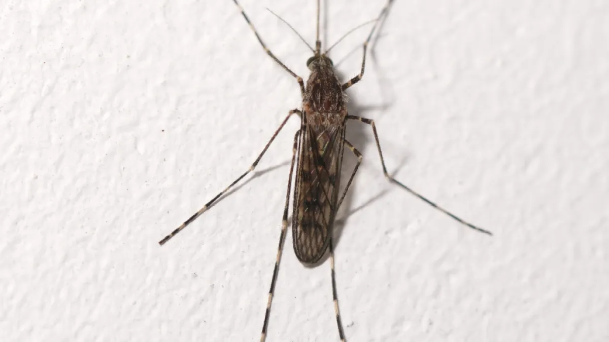 ¿El cambio climático ha traído mosquitos a Islandia?