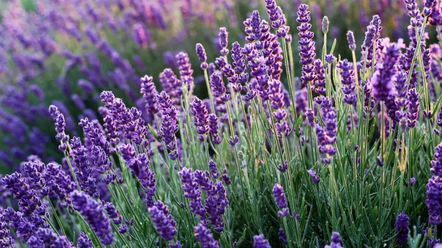 lavanda