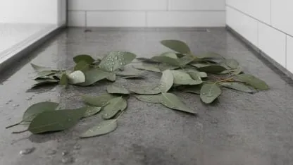 eucaliptus